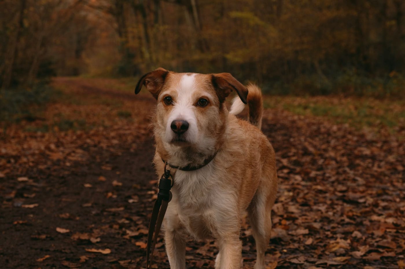 Event photo for Canines on the Creek 2026